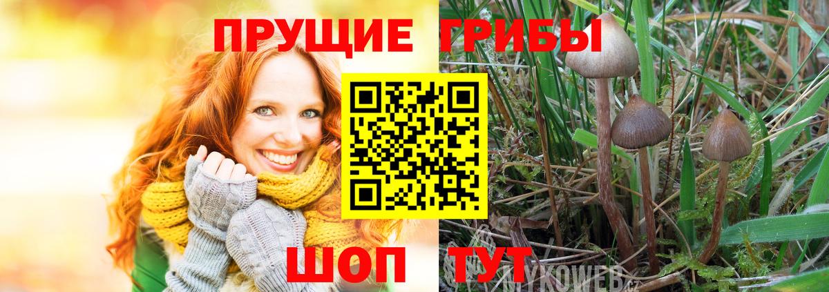 Псилоцибиновые грибы Cubensis  Вход с VPN  Балахна 